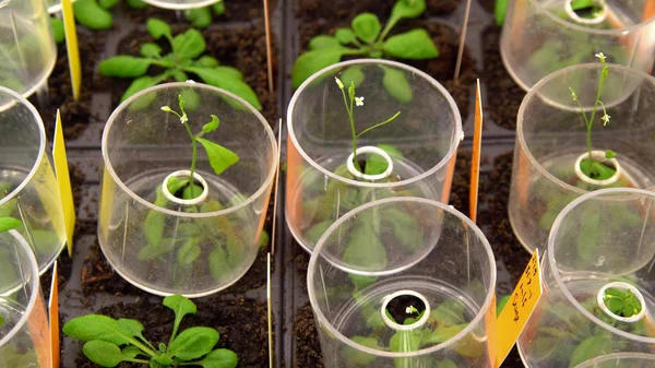 Thale cress Arabidopsis thaliana deneysel, model laboratuvar phytotron ekimi, besin kutusu, büyüme odası, iddiasız ve kısa ömürlü, nükleer genom için kısa oluşturma süresi vardır