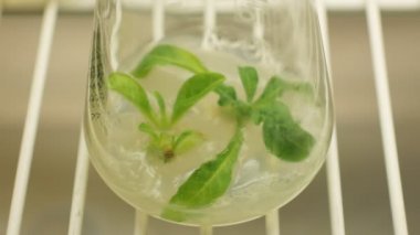 Biyoteknoloji tütün bitkiler phytotron laboratuvar deney, araştırma tıbbi tütün tıbbi amaçlar, şişe kavanoz cam tüp testi büyüme odası tüp bebek için kültür, genetik klon