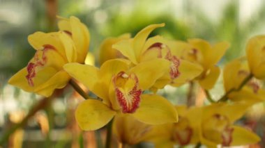 Cymbidium hibrid sarı orkide cins, güzel çiçek, geliştirme crimson yetiştirme birçok yapay melez orkide çiçek çiçek açan bitki çiçek, Bahçe Bahçe ticaret tekne