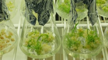 Şişe tüp test büyüme biyoteknoloji phytotron Laboratuvarı, araştırma tıbbi bitkiler arpa ve Hordeum vulgare tıbbi amaçlar, tüp bebek odası için kültür, ekimi büyüme bilim klonu