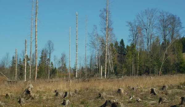 Spruce forests infested and attacked by the European spruce bark beetle pest Ips typographus, clear cut calamity caused by bark beetle due to global warming, influence of emissions