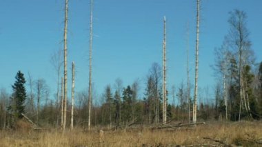 Ladin ormanları istila ve Avrupa Ladin kabuğu böcek haşere tarafından saldırıya IPS typographus, kabuk böceğinin küresel ısınma, emisyon etkisi nedeniyle neden net kesim felaket