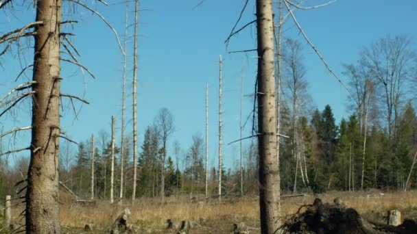 Smrkové lesy zamořené a napadené Evropským smrštěním broukem IPS, v důsledku globálního oteplování je čirá kalamita způsobená kůrou, vlivem emisí — Stock video