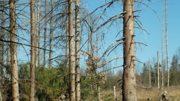Sparrenbossen besmet en aangevallen door de Europese Spruce Bark kever pest IPS typographus, duidelijk gesneden calamiteit veroorzaakt door schorskever als gevolg van opwarming van de aarde, invloed van de emissies — Stockvideo