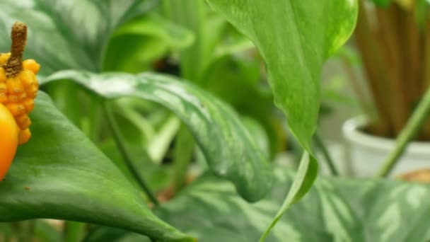 Den tropiska familjen Aronaceae Nephthytis poissonii, förekommer i Centralafrika Kamerun, mycket vacker blomma och frukt apelsin rik färg teknik växthusodling av vetenskaplig forskning — Stockvideo