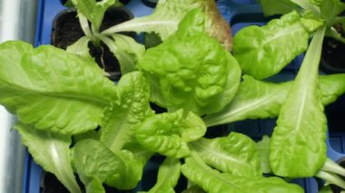 Salata yapma ve gıda için yeşil marul Lactuca sativa yaprak sebzeler ve takviyeleri yiyor. Avrupa 'da, çok popüler salatalar, süpermarketler ve Dükkan Satılık sera ekimi, fide bitki