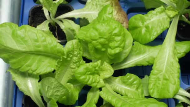 Green lettuce Lactuca sativa leaf vegetables for salad making and food and eats supplements. In Europe, very popular salads, Greenhouse cultivation for sale in supermarkets and shop, seedlings plant — Stock Video