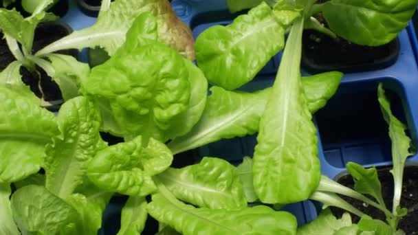 Green lettuce Lactuca sativa leaf vegetables for salad making and food and eats supplements. In Europe, very popular salads, Greenhouse cultivation for sale in supermarkets and shop, seedlings plant — Stock Video