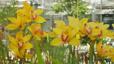 Cymbidium hibrid sarı orkide cins, güzel çiçek, geliştirme crimson yetiştirme birçok yapay melez orkide çiçek çiçek açan bitki çiçek, Bahçe Bahçe ticaret tekne