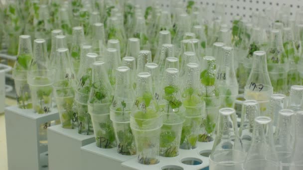 Forskning forskare medicinska växter paprika och röd paprika för medicinska ändamål, flaskor tube tillväxt testkammaren in vitro-klon kultur, laboratorium genetiska enheten, odling tillväxt scienc — Stockvideo