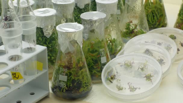 Olomouc, Tsjechië, 30 oktober 2018: onderzoek wetenschapper medische plantenweefsel voor medicinale doeleinden, flessen buis test groeikamer in vitro kloon, laboratorium genetische phytotron box — Stockvideo