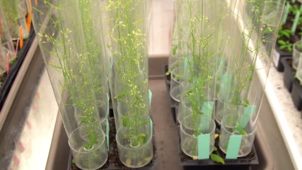 Thale agrião e rato-orelha agrião ou Arabidopsis thaliana é um organismo modelo importante genética vegetal e biologia molecular ciência, crescimento do cultivo phytotron, caixa de nutrientes, câmara de crescimento — Vídeo de Stock