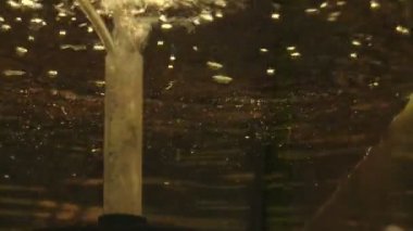 Senegal gri bichir Polypterus senegalus veya akvaryum oksijenli suda dinozor kızak, Afrika'dan yetiştirilen genofond balık korunması için üreme, bilim laboratuvarı için üreme geleneği