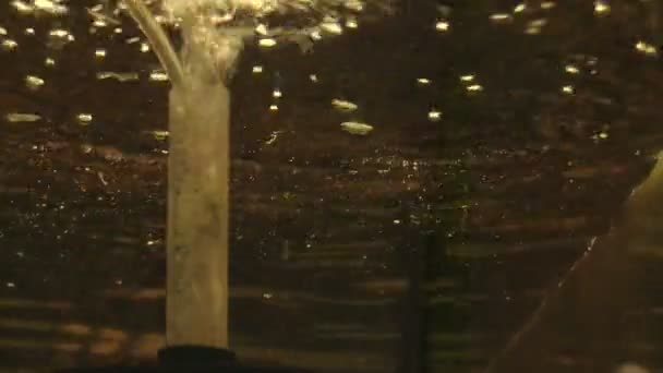 Senegal bichir gris Polypterus senegalus o anguila dinosaurio en acuario agua oxigenada, cría para la conservación de peces genofond criados con de África, tradición de cría para laboratorio de ciencias — Vídeo de stock