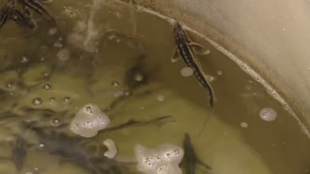 Kleine Zucht Stör Kurznase acipenser brevirostrumin die Rettungsbrüterei Farm, Keimplasma und genofound Schutz von Fisch und Natur, Reproduktionswanne und Bottich mit oxidiertem Wasser — Stockvideo