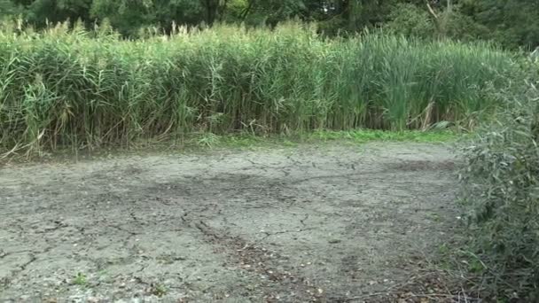 Terras húmidas muito secas, pântano e lagoa secando o solo, mudanças climáticas, desastre ambiental, morte para os animais, degradação do solo seco, falta de água, desertificação, cana comum Phragmites — Vídeo de Stock