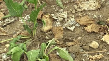 Pancar şekeri Beta vulgaris altissima, toprak, iklim değişikliği, çevre felaketi, bitkiler ve hayvanlar, toprak bozulması, çölleşme ölüme kurutma ile çok kuraklık kuru alan kara