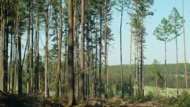 Bosques de abeto infestados y atacados por la peste del escarabajo de corteza de abeto europeo Ips typographus, calamidad clara causada por el escarabajo de corteza debido al calentamiento global, influencia de las emisiones — Vídeo de stock