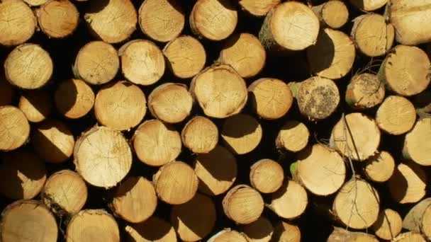 Wood large piles of cut tree trunks, round logs. Spruce forests infested and attacked by European spruce bark beetle pest Ips typographus, clear cut calamity caused by bark beetle due global warming — Stock Video