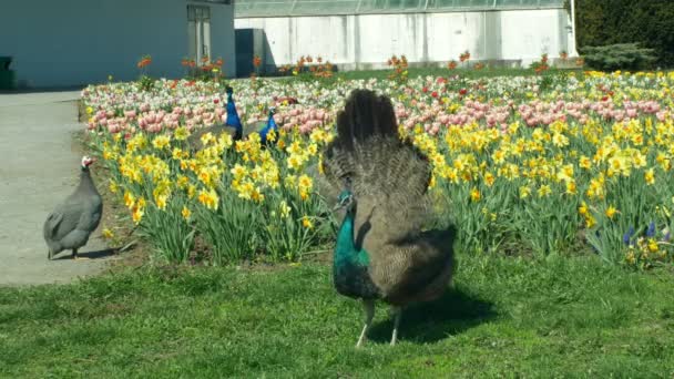 Olomouc, Çek Cumhuriyeti, 29 Nisan 2019: Tavus kuşu Pavo cristatus, Hint mavisi tavus kuşu erkek hayvan ve gine tavuğu ve kasklı gine kuşu Numida meleagris kuşlar, parkta güzel süs — Stok video