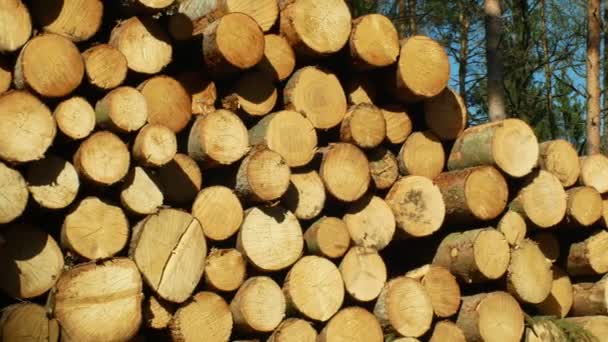Wood large piles of cut tree trunks, round logs. Spruce forests infested and attacked by European spruce bark beetle pest Ips typographus, clear cut calamity caused by bark beetle due global warming — Stock Video