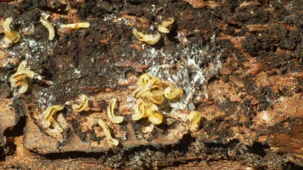 Caterpillars larvae bark beetle pest Ips typographus, spruce and bast tree infested and attacked by European spruce, making their way, wood larva, clear cut calamity global warming, burrow hole detail — Stock Footage Caterpillars larvae bark beetle pest Ips typographus, spruce and bast tree infested and attacked by European spruce, making their way, wood larva, clear cut calamity global warming, burrow hole detail Video Clip