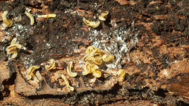 Caterpillars larvae bark beetle pest Ips typographus, spruce and bast tree infested and attacked by European spruce, making their way, wood larva, clear cut calamity global warming, burrow hole detail — Stock Video