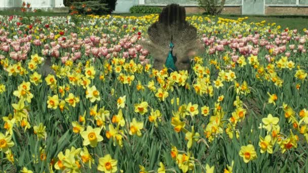 Paon Pavo cristatus et paon bleu indien mâle et pintade et pintade casquée Numida meleagris oiseaux ornementaux dans le parc avec des tulipes et des jonquilles, oiseau national de l'Inde — Video