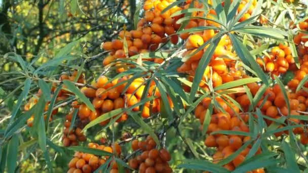 Gemeenschappelijke duindoorn Hippophae rhamnoides, boom en de Bush vrucht lager Berry, plant in familie Elaeagnaceae, traditionele geneeskunde, voedsel, veevoeder en cosmetica-industrieën. — Stockvideo