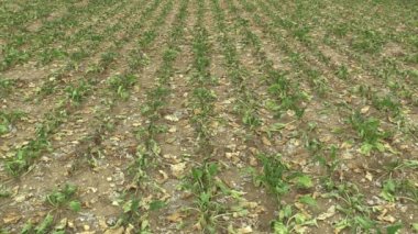 Pancar şekeri Beta vulgaris altissima, toprak, iklim değişikliği, çevre felaketi, bitkiler ve hayvanlar, toprak bozulması, çölleşme ölüme kurutma ile çok kuraklık kuru alan kara