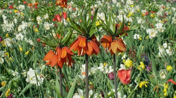 Crown imperial or imperial fritillary Fritillaria imperialis ornamental plant, lily family flower, blooming red expressive flowers, cultivated varieties and cultivars for garden and gardening
