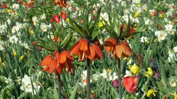 Crown Imperial of Imperial parelmoervlinder Fritillaria imperialis sierplant, leliefamilie bloem, bloeiende rode expressieve bloemen, gekweekte variëteiten en cultivars voor tuin en tuinieren — Stockvideo