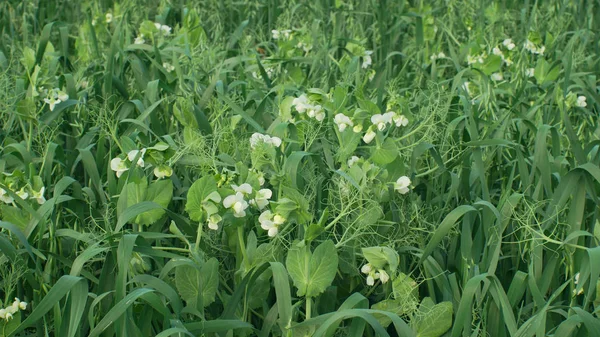 Detalhe de ervilhas e aveia para campo de adubação verde e nutrição do solo para outras culturas e agricultura de estrume verde biológica, importante para a produção agrícola, cobrir a agricultura — Fotografia de Stock