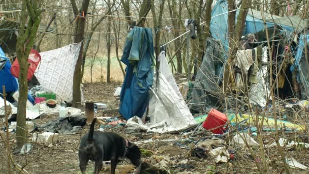 オロモウツ、チェコ共和国、2019 年 1 月 2 日: シート ホームレス ゲットー テントと建物の隠れ家人々 貧しい男犬木製プラスチック ホイル シャレー生活、薪、雨、雪、人生冬スラムに対する 4 k — ストック動画