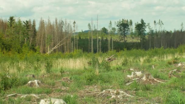 Abete rosso corteccia parassita Ips tipografo, foreste di abeti infestati siccità, attaccato dalla calamità taglio chiaro europeo causata dal coleottero corteccia a causa del riscaldamento globale, influenza delle emissioni, asciutto — Video Stock