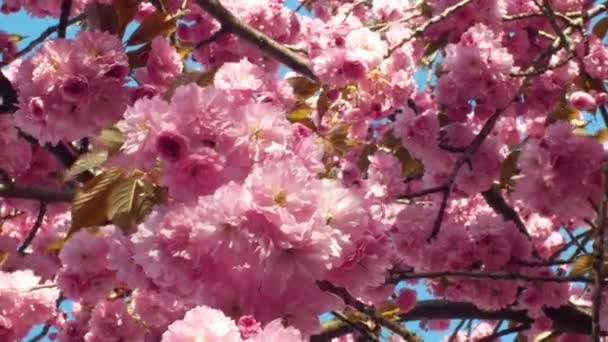 ヒルチェリー、オリエンタルチェリー観賞フルーツチェリー、プルヌスセルラタ。日本の果物は「さくらんぼ」と呼ばれています。園芸園芸、公園や路地。東アジア桜の咲きピンク — ストック動画