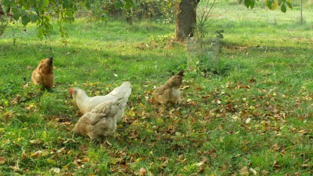 鶏の群れ、アラウカン、他の品種、広範な自然条件で繁殖、鶏はストレスフリー、秋の紅葉ガーデンツリーの秋の色の天気、国産鶏4k — ストック動画