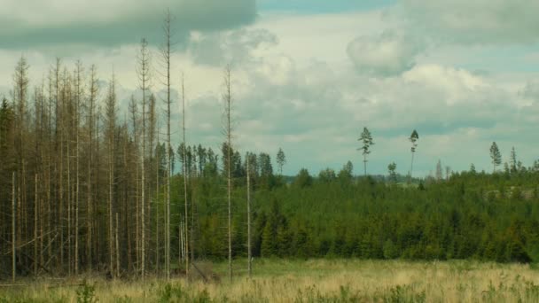 Granskog angripen torka och attackeras av den europeiska Gran bark skalbagge Pest IPS typographus, klar skuren olycka orsakad av bark beetle på grund av den globala uppvärmningen, påverkan av utsläpp, torra — Stockvideo