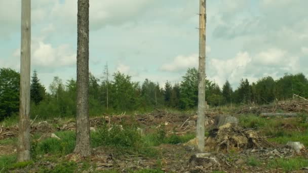 Peste de besouro da casca de abeto Ips typographus, florestas de abeto infestadas de seca, atacadas pela calamidade de corte claro europeia causada pelo besouro da casca devido ao aquecimento global, influência das emissões, seca — Vídeo de Stock