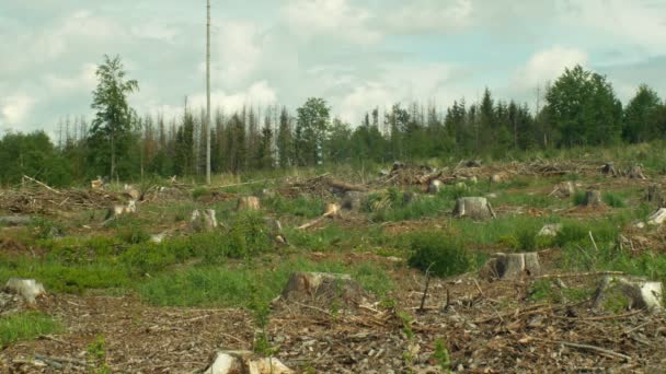 Abete rosso corteccia coleottero parassita Ips tipografo, abete rosso foreste infestate siccità, piantati piccoli alberi piantina di semenzaio, attaccato dalla calamità taglio chiaro europeo causata dal coleottero corteccia a causa del riscaldamento globale — Video Stock