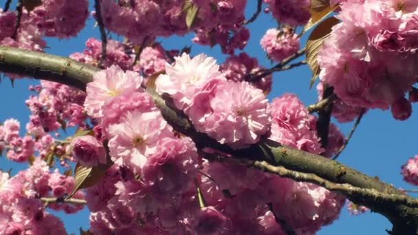 Hill Cherry, orientalisk körsbär prydnads frukter körsbär, Prunus serrulata. Japanska frukter Japan kallas sakuranbo. Trädgårdsnäring, parker eller gränder. Östasiatiska körsbär blommande Bloom rosa — Stockvideo