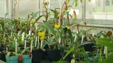 Olomouc, Çek Cumhuriyeti, 28 Kasım 2018: tropikal sera ve nadir nesli tehlike altında olan ve yasal olarak korunan etçil ve orkide bitki ve diğer tropik topluluğu