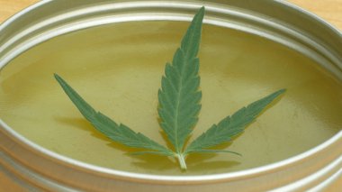 Krem tıbbi kenevir kenevir ve yaprak cannabidiol Cbd merhem üretimi için tohum kalitesi kurutulmuş hasat, ağrı, antibakteriyel ve yatıştırıcı rahatlatır, tohumları pistils ve stigmas ile büyük tomurcuk