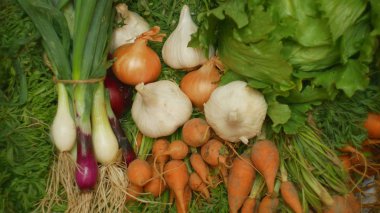 Çiftlik organik sebzeler doğrudan bahçe havuç, sarı ve kırmızı soğan, sarımsak, yeşil marul salatası, tüm bir ahşap kutu sandık karışık dükkan organik gıda sağlığı, kimyasallar olmadan, spreyler pestisitler