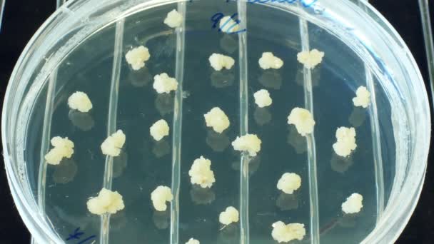 Cevada Embriões organismo geneticamente modificado gmo para pesquisa científica em placas de Petri para cultura de tecidos, Germe Germinated Caryopsis. Laboratório genético de biotecnologia em mutações plantas transgênicas — Vídeo de Stock