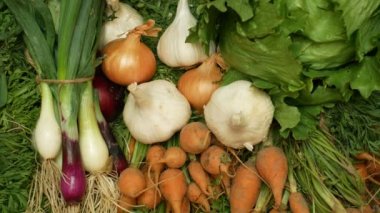 Çiftlik organik sebzeler doğrudan bahçe havuç, sarı ve kırmızı soğan, sarımsak, yeşil marul salatası, tüm bir ahşap kutu sandık karışık dükkan organik gıda sağlığı, kimyasallar olmadan, spreyler pestisitler