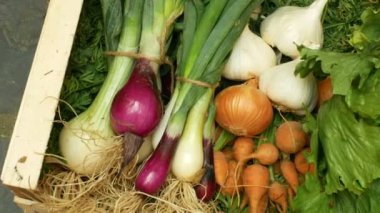 Çiftlik organik sebzeler doğrudan bahçe havuç, sarı ve kırmızı soğan, sarımsak, yeşil marul salatası, tüm bir ahşap kutu sandık karışık dükkan organik gıda sağlığı, kimyasallar olmadan, spreyler pestisitler