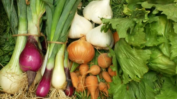 Αγροτικά βιολογικά λαχανικά απευθείας από καρότα κήπου, κίτρινα και κόκκινα κρεμμύδια, σκόρδο, πράσινη σαλάτα με μαρούλι, όλα σε ένα ξύλινο κιβώτιο κουτί ανάμεικτο κατάστημα βιολογικών τροφίμων υγείας, χωρίς χημικά, σπρέι παρασιτοκτόνων — Αρχείο Βίντεο