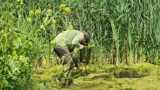 Olomouc, Tsjechië, 30 mei 2019: zoöloog man in het vangen of snagging van amfibieën voor het monitoren van bedreigde soorten kikkers, speciale netto landings net. Rubberen laarzen in water — Stockvideo