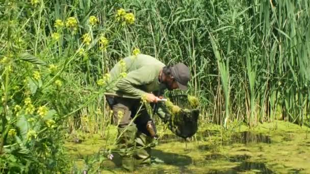OLOMOUC, CZECH REPUBLIC, MAY 30, 2019: Zoologist man in capturing or snagging amphibians for monitoring endangered species frogs, special net landing net. Rubber boots into water — Stock Video